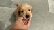 golden retriver puppies for sell