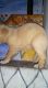 Golden retriever cute puppies are available