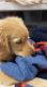 Golden Retriever Pup for Adoption
