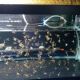 Live assorted juvenile Angelfish. Nickles quater size for fish tank
