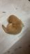 Extremely healthy 46 days old Golden Retriever puppy (Dark gold)