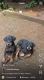 2 beautiful female Doberman puppies are still available. We would love