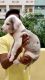 High quality great dane puppies on sale