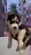 HUSKY PUPPIES KCI REGISTERED WITH MICRO CHIP