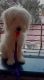 Male Lhasa apso for sale