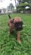 Male Boxer puppy available