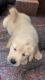 Golden retriever top breed quality for sale