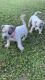 Purebred American Bully puppies 5 weeks UKC registered parents