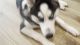 7 Month Siberian Husky blue eyes potty trained breed-able male