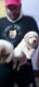Golden retriever puppy female 2 months 6 days old for sale