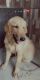 golden retriever five months old dog ... Browney his name
