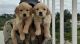 Quality golden retriever puppies for sale