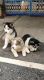 Gorgeous home bred siberian Husky puppies