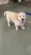 Import quality Two months with kci register Golden Retriver puppy