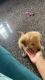 42 days old vaccinated golden retriever puppy for sale