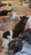 Huge Maine coon kittens