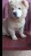 Chow chow 5 month old girl