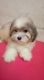 LHASA APSO PUPPY FEMALE MORE THAN 90 DAYS LHASA APSO OLD AVAILABLE IN