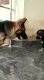 Vaccinated German shepherd pure bred puppies for sale