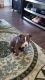 American Bully Male Blue puppy for sales