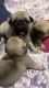Pugg pups male for sale