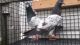 Sell highflying pigeons from India and Pakistan