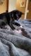 8 week old Tuxedo kitten