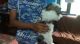 Shih Tzu puppy sales in Tiruvallu, TN