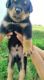 Rottweiler puppies for sale in Delhi NCR