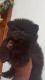 Minipom male puppies, colour zet black