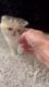 2 CFA Registered Exoltic Shorthair Persian Kittens 5weeks old.