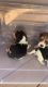 AKC Beagle puppies