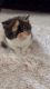 2 CFA Registered Exoltic Shorthair Persian Kittens 5weeks old.