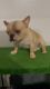 1 Year Old Male French Bulldog AKC Papers in Hand