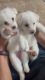 Indian spitz puppy 1 month old to sell…3 male and 1 female