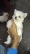 Pomerian puppies for sale (2 pair)