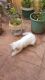 White colour cat