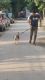 Tonny the beagle Dog for free adoption