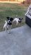 Jack Russel Terrier - Couple