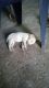 Labrador retriever cute little puppy ❤️
