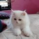 Persian Cats available in Chennai