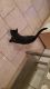 Black polydactyl kitty