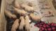 Labrador Female puppies Available for free Adoption due to maintenance