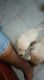 Labrador Female Puppies for Sale