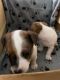 Jack russel puppies for sale in Miami Florida