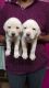 Double bone labrador puppies for sale
