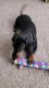 1 year and 2 month old Dachshund Male for sale