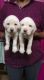 Double bone Labrador puppies for sale