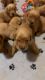 AKC OFA & DNA Golden Retriever puppies