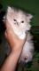 Persian kittens for sale 2 male and 2 female